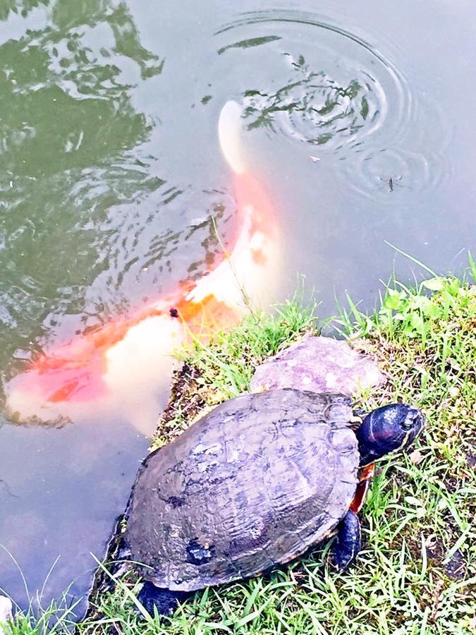 橼舍隐清水寺别墅 京都 外观 照片